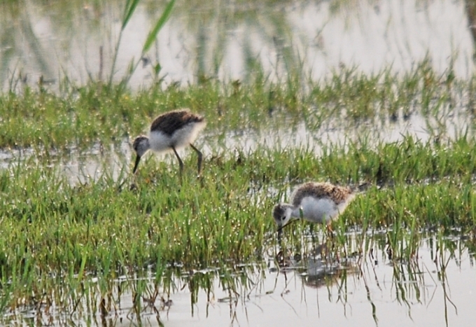 Pulli da identificare